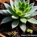 식물의 뿌리 관리 - A close-up, highly detailed botanical illustration of healthy succulent roots thriving in well-aerat...