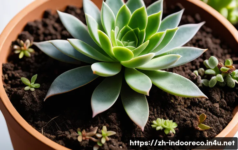 식물의 뿌리 관리 - A close-up, highly detailed botanical illustration of healthy succulent roots thriving in well-aerat...